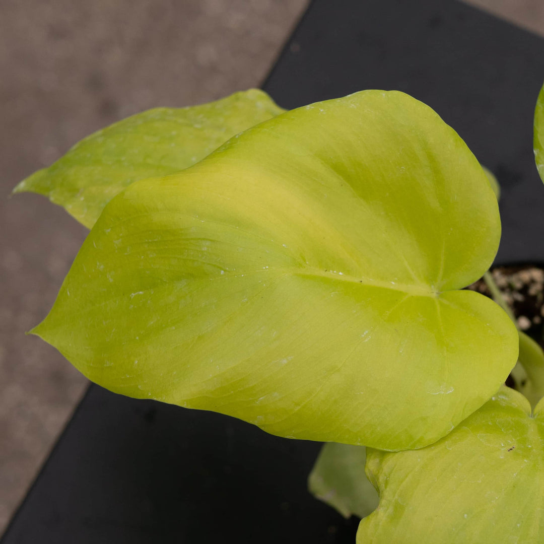 Gabriella Plants Philodendron 4" Philodendron warszewiczii 'Aurea Flavum'