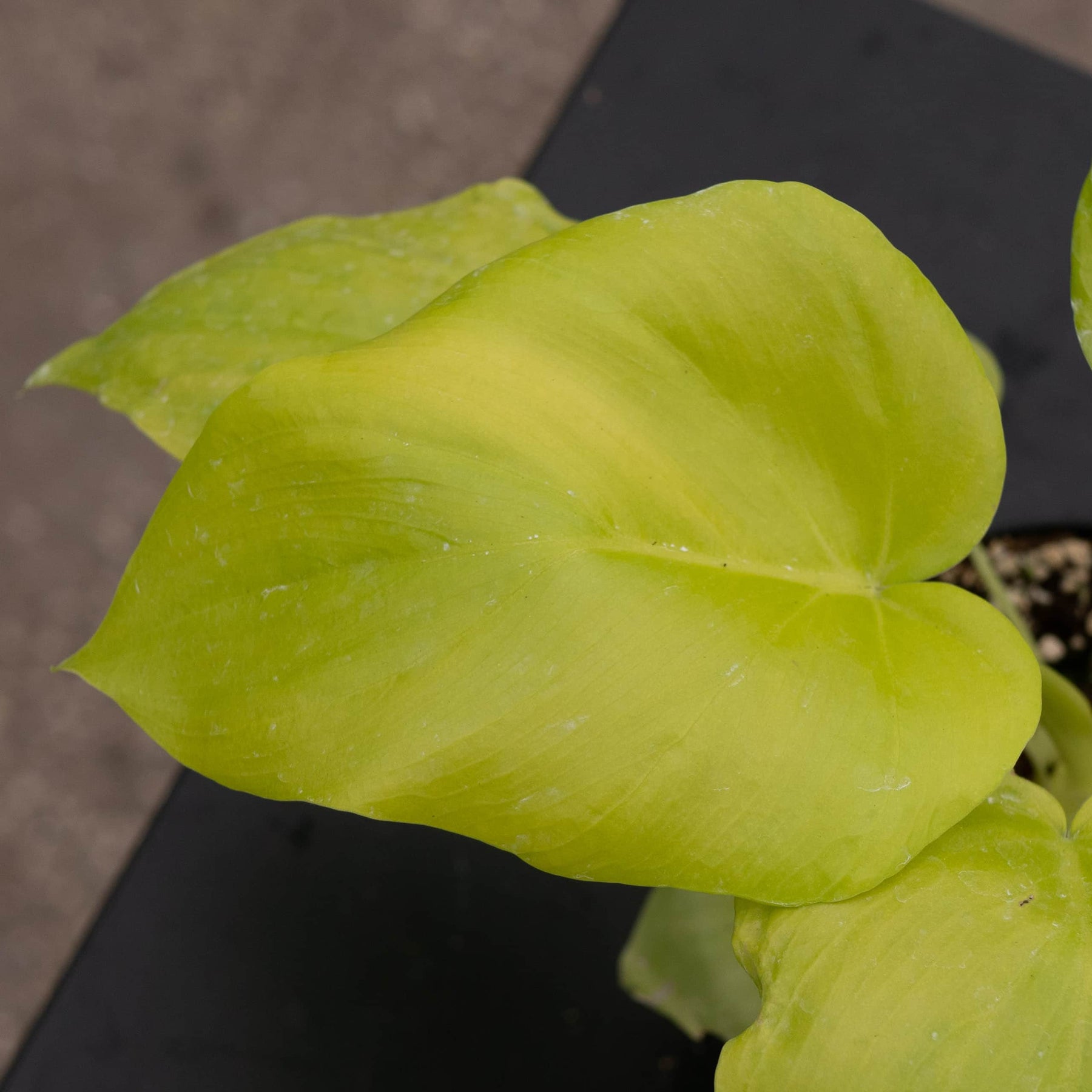 philodendron warscewiczii aurea mature size Philodendron warszewiczii 'Aurea Flavum'