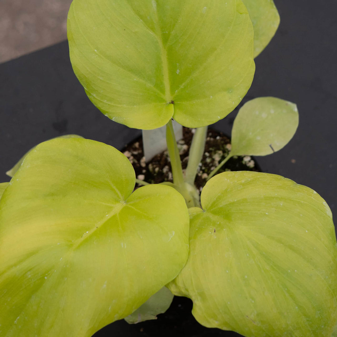 philodendron warszewiczii price Philodendron warszewiczii 'Aurea Flavum'