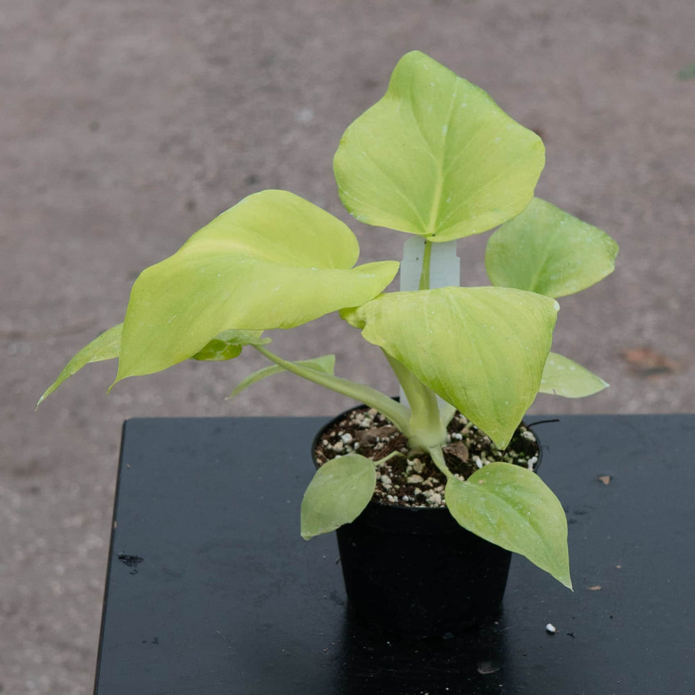 philodendron warscewiczii aurea mature size Philodendron warszewiczii 'Aurea Flavum'