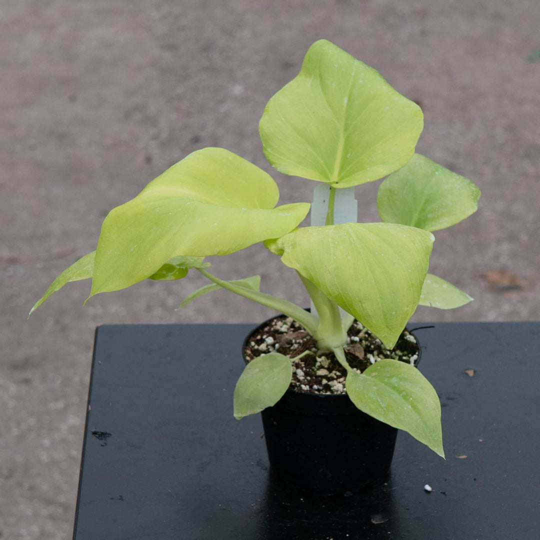 philodendron aurea flavum Philodendron warszewiczii 'Aurea Flavum'