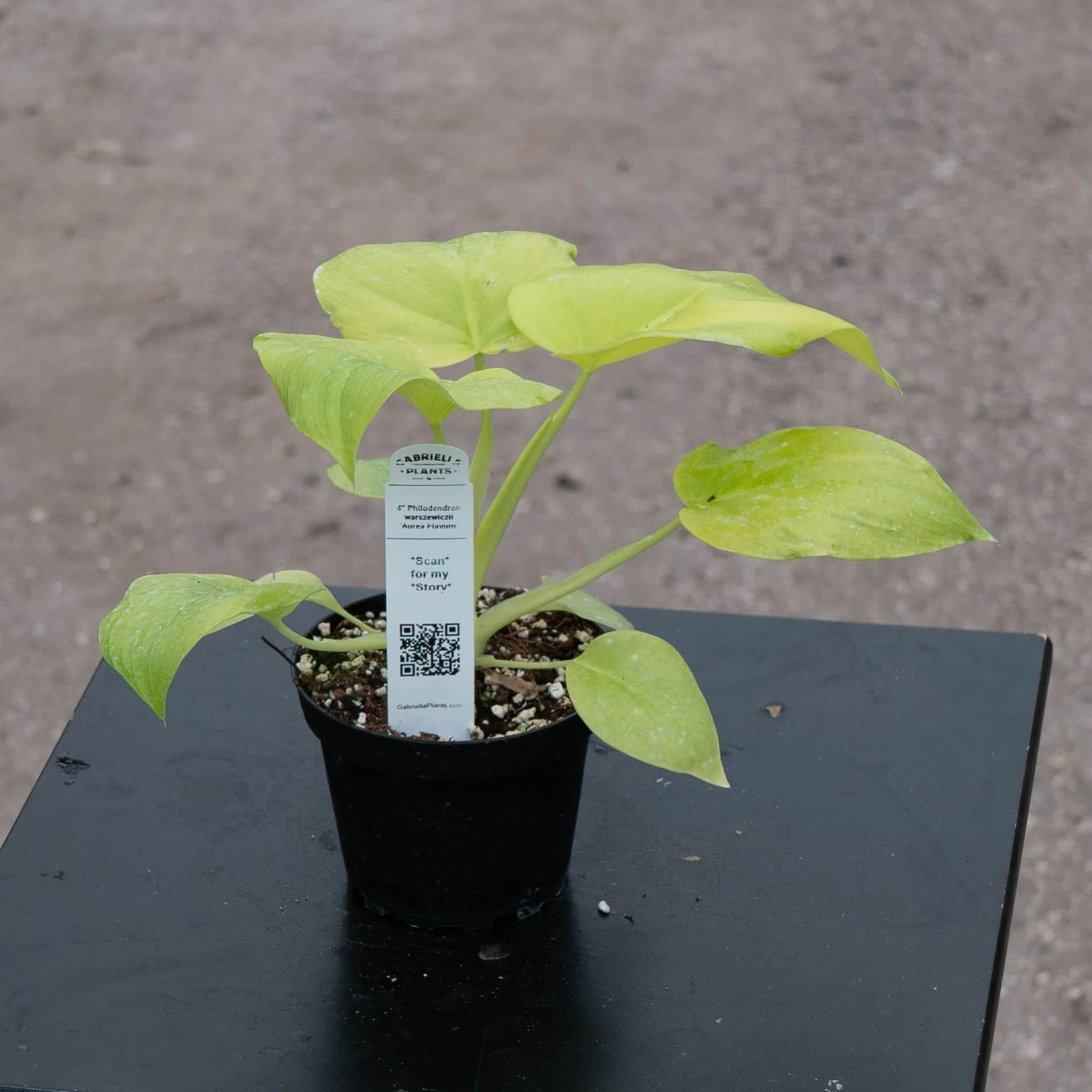 Philodendron warszewiczii 'Aurea Flavum'