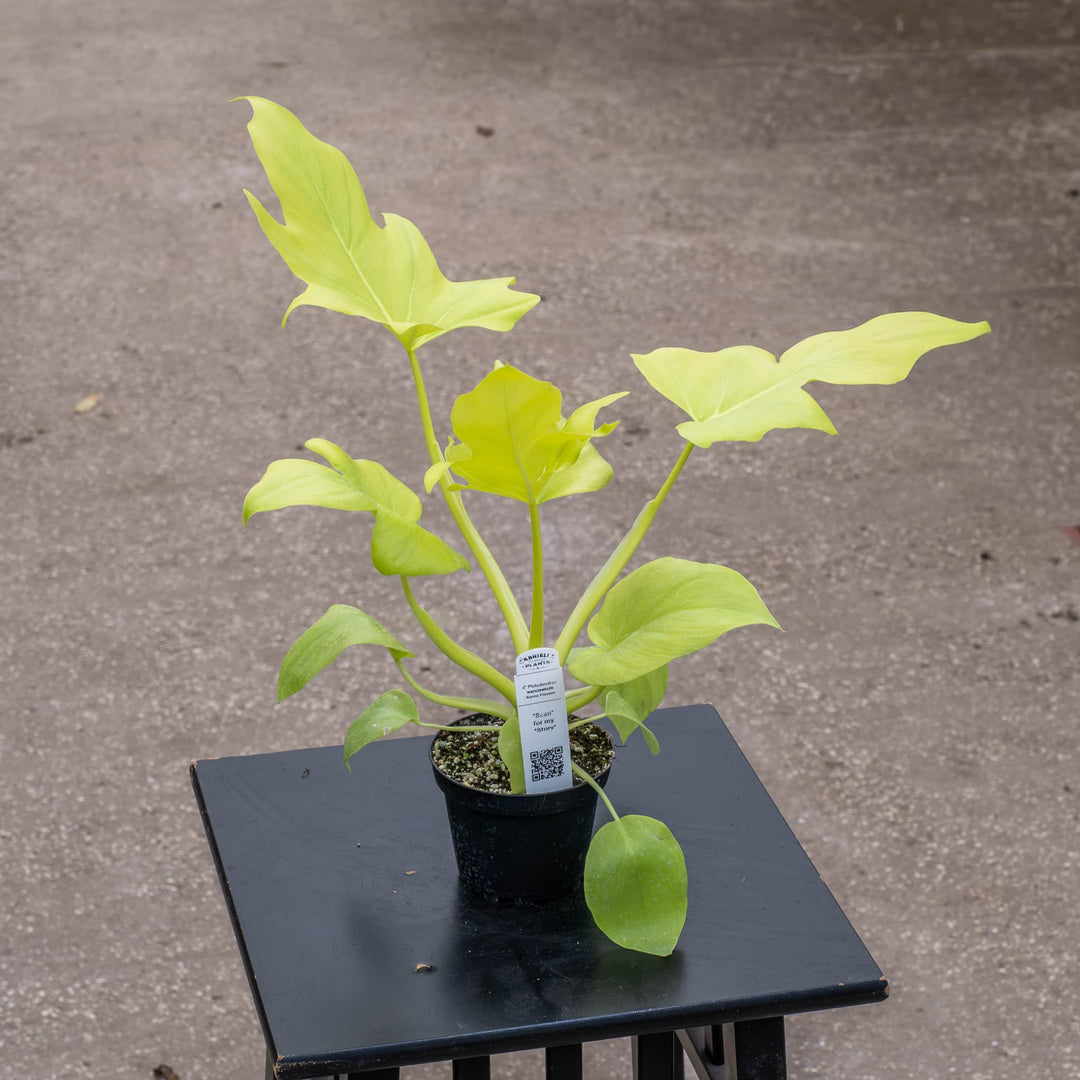 Gabriella Plants Philodendron 4" Philodendron warszewiczii 'Aurea Flavum'