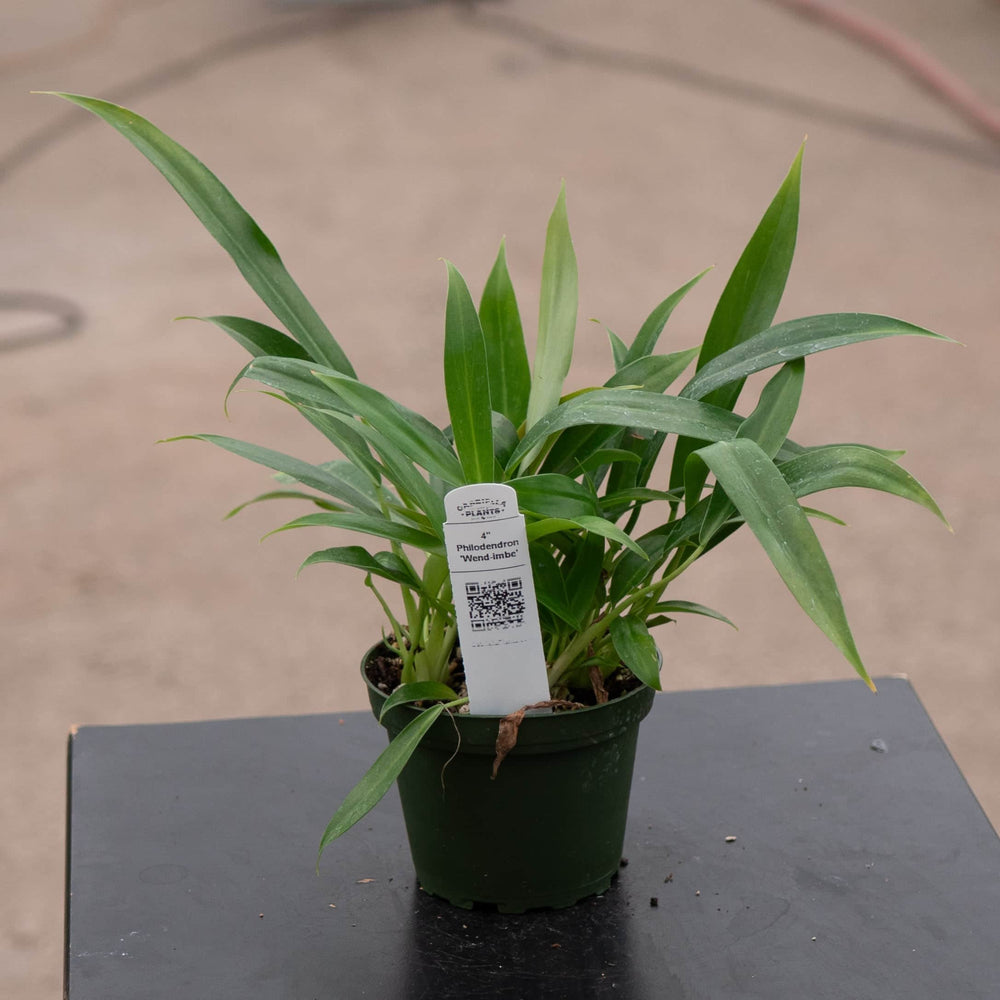 Gabriella Plants Philodendron 4" Philodendron 'Wend-imbe'
