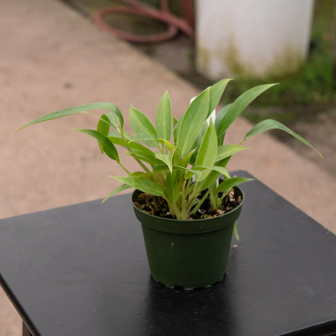 philodendron imbe for sale Philodendron 'Wend-imbe'