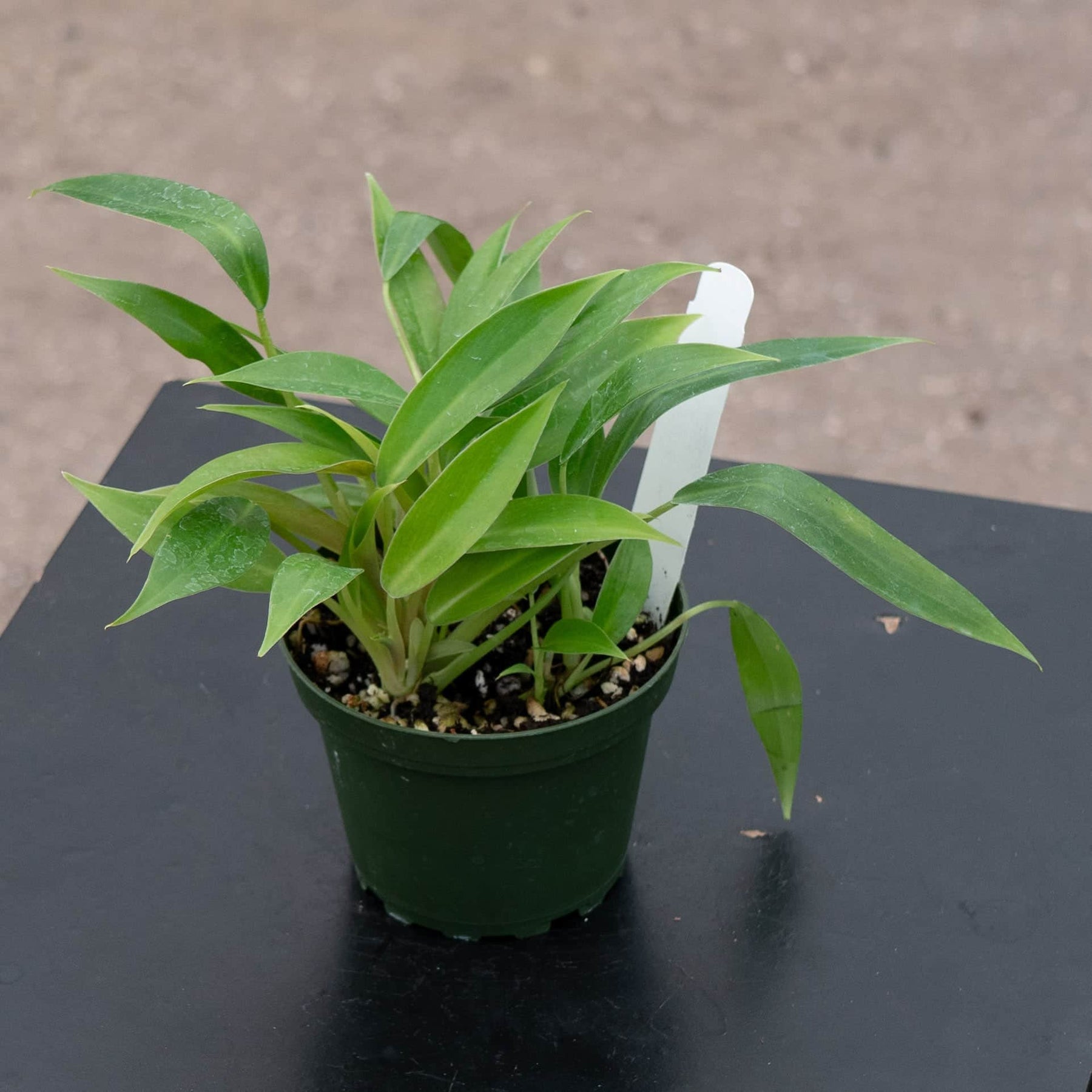 philodendron imbe ginny from seed germination Philodendron 'Wend-imbe'