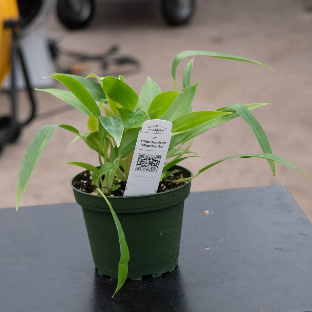 Gabriella Plants Philodendron 4" Philodendron 'Wend-imbe'