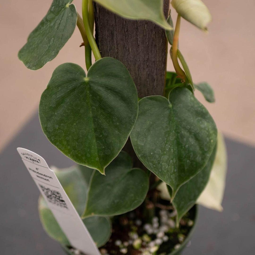 philodendron werneri mini Philodendron werneri