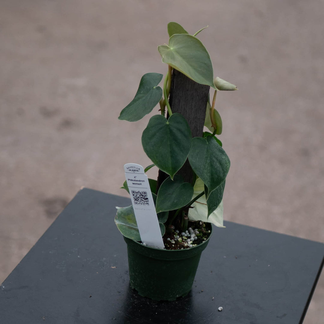 Gabriella Plants Philodendron Philodendron werneri