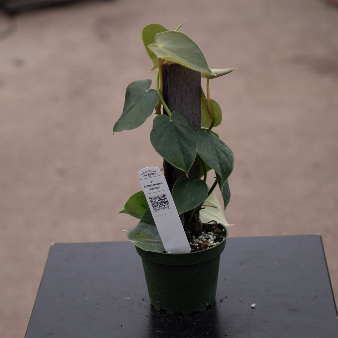 Gabriella Plants Philodendron Philodendron werneri