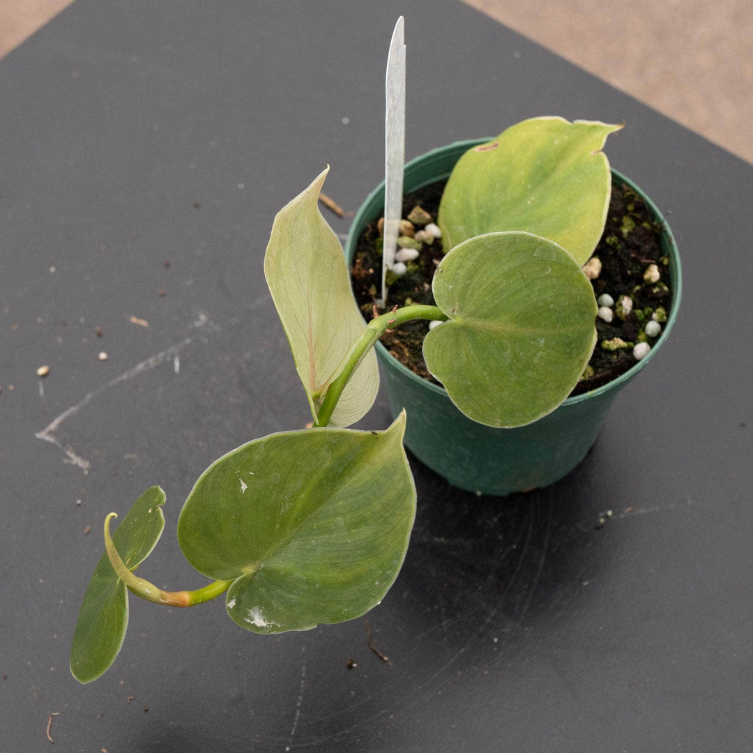 philodendron extrafloral Philodendron werneri