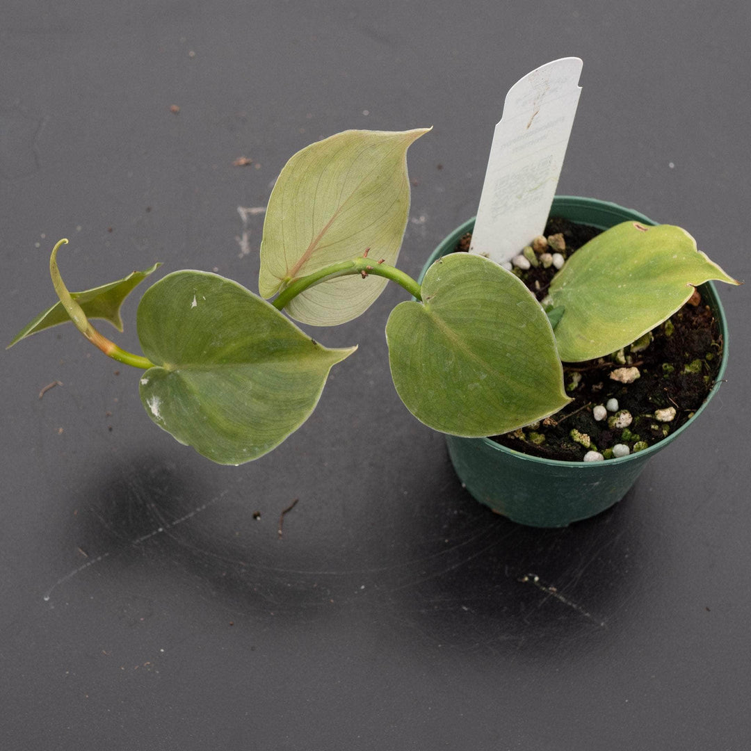 philodendron werneri mature Philodendron werneri