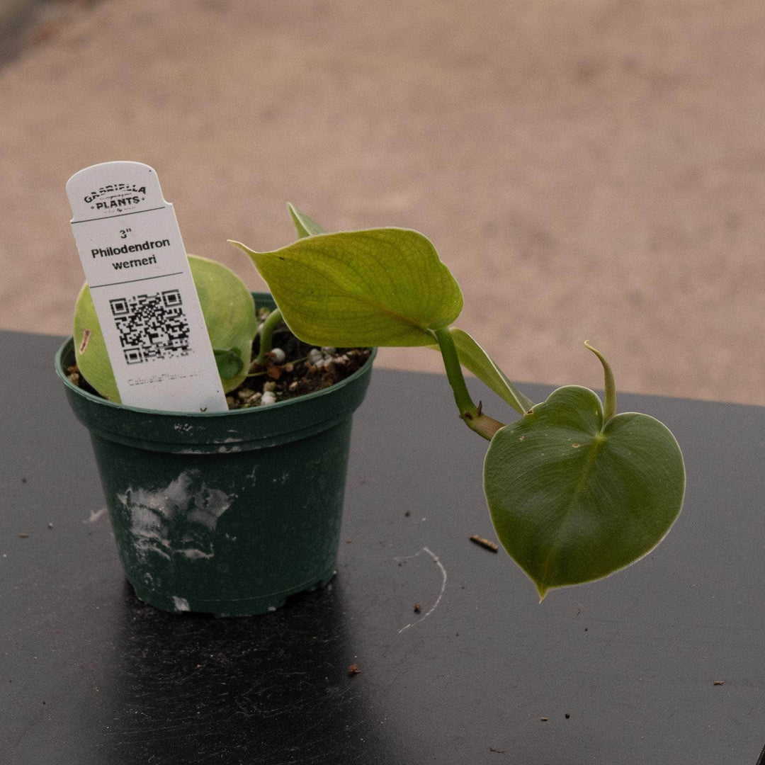 philodendron werneri Philodendron werneri