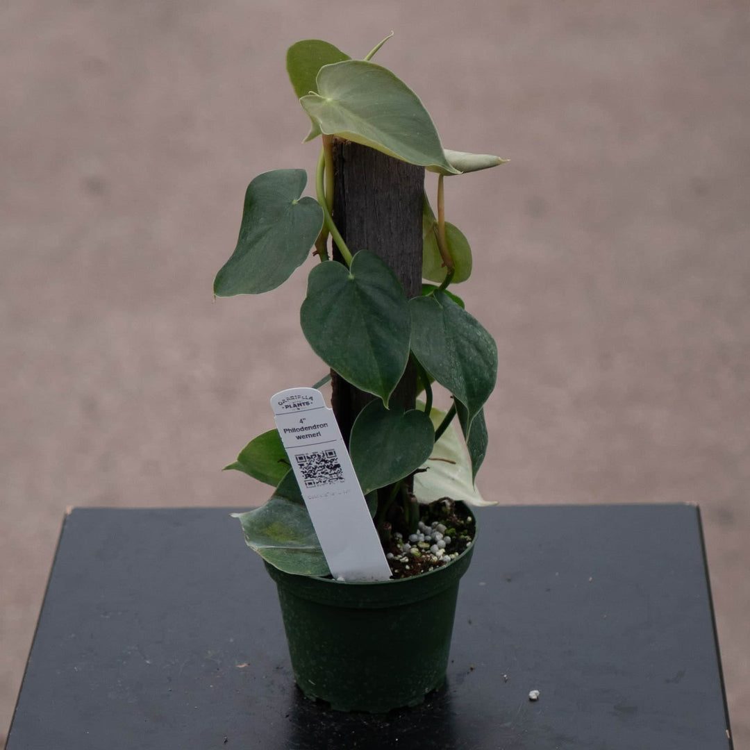 viney philodendron Philodendron werneri
