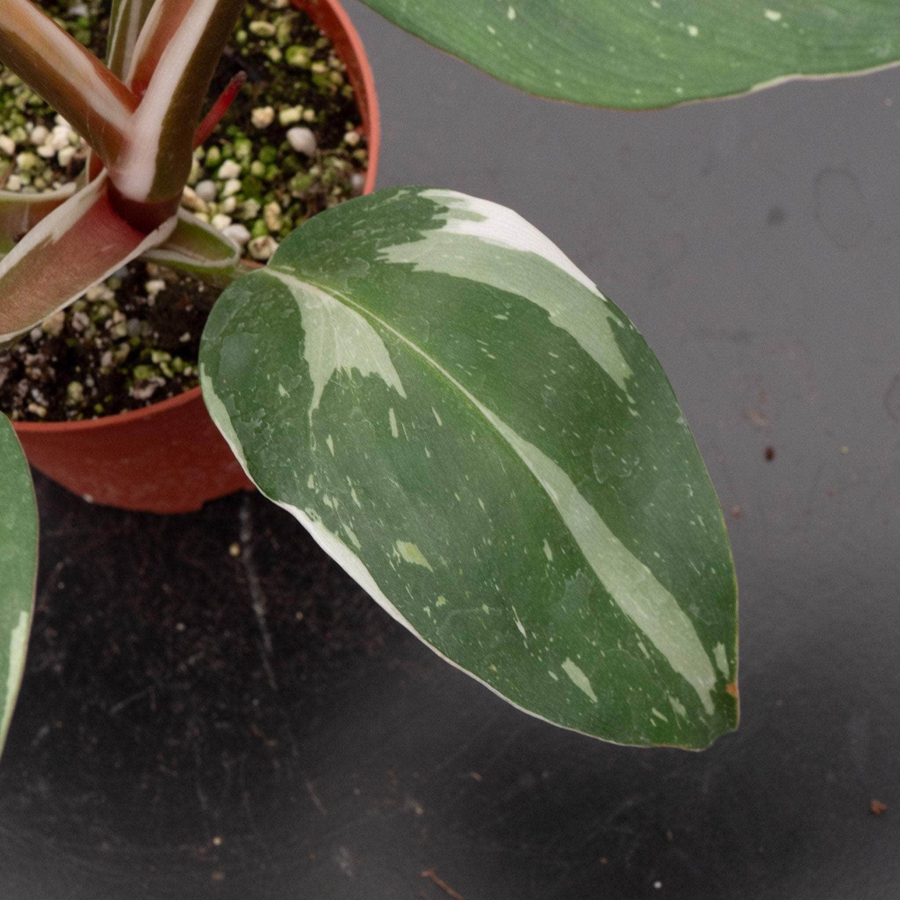 philodendron - bunnings Philodendron 'White Knight'