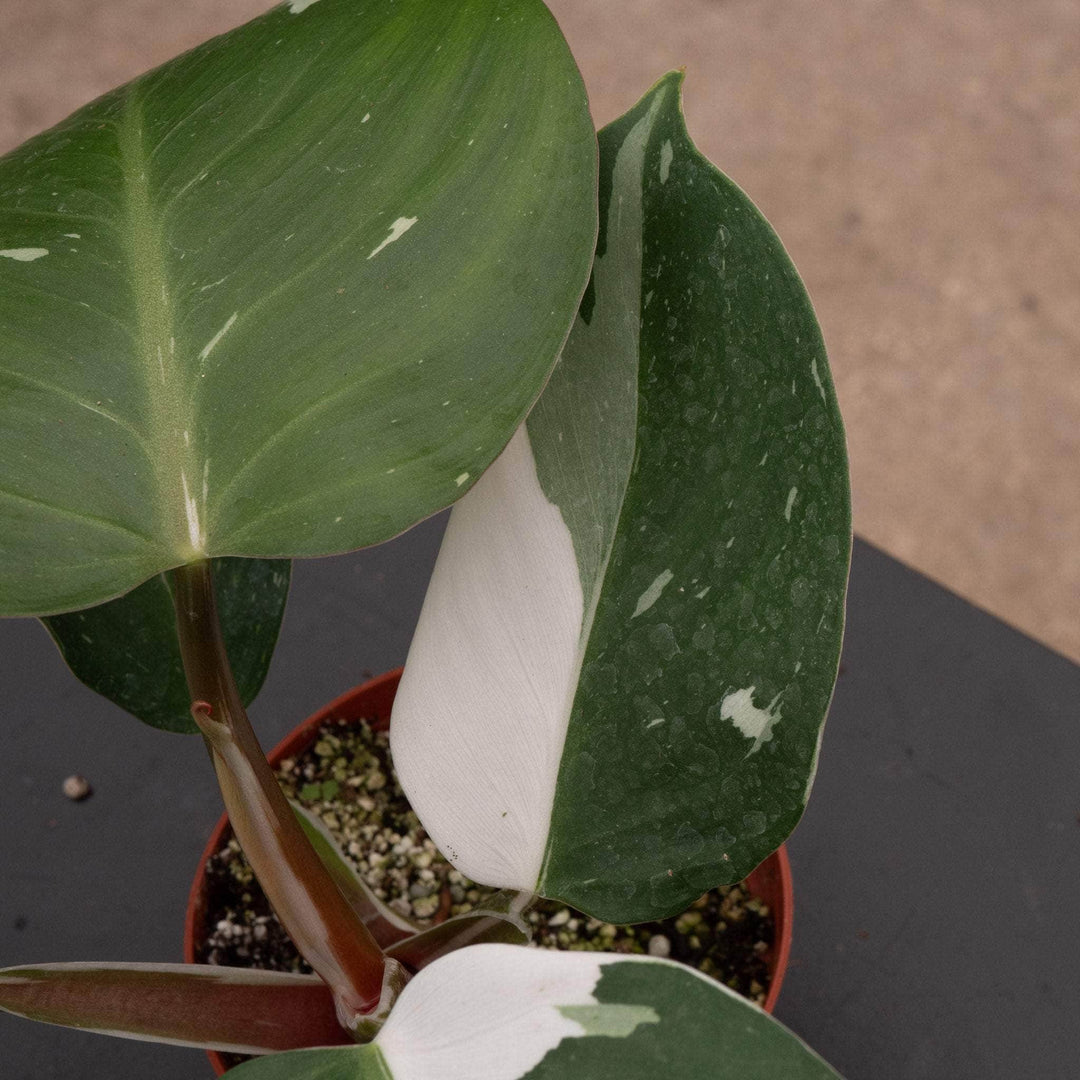 philodendron white knight moss pole Philodendron 'White Knight'