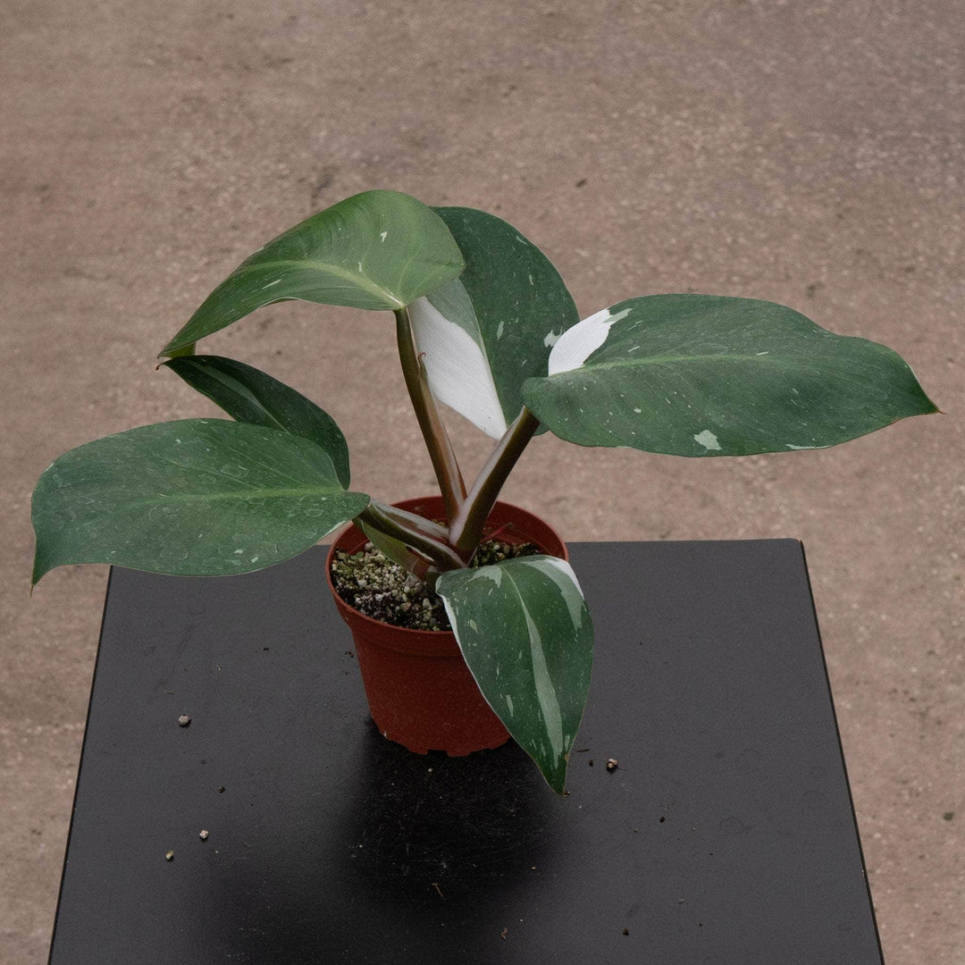 kens philodendrons white knight Philodendron 'White Knight'