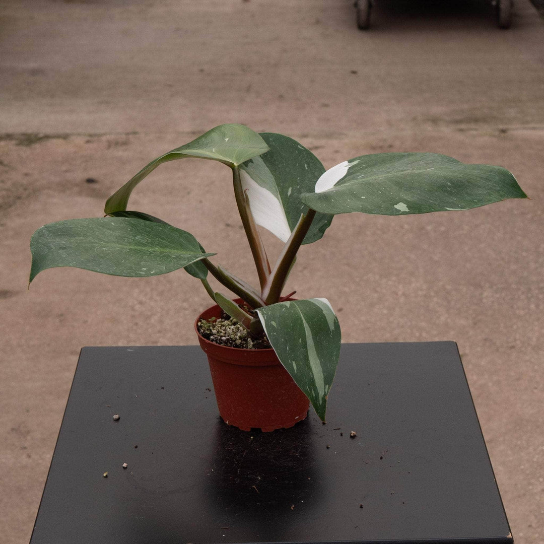 philodendron white knight moss pole Philodendron 'White Knight'