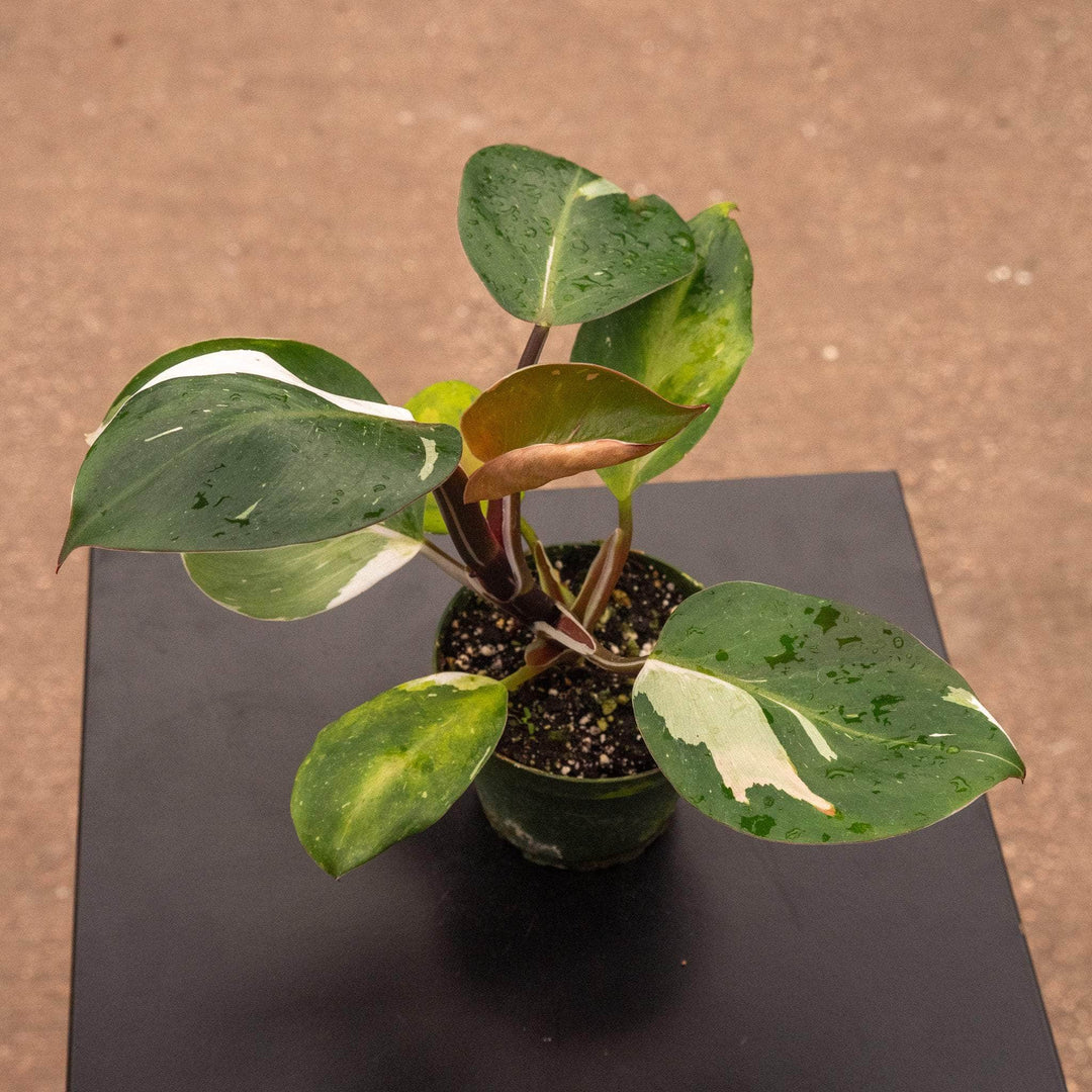 Philodendron 'White Knight' - Gabriella Plants