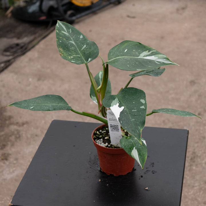 Gabriella Plants Philodendron 4" Philodendron 'White Princess'