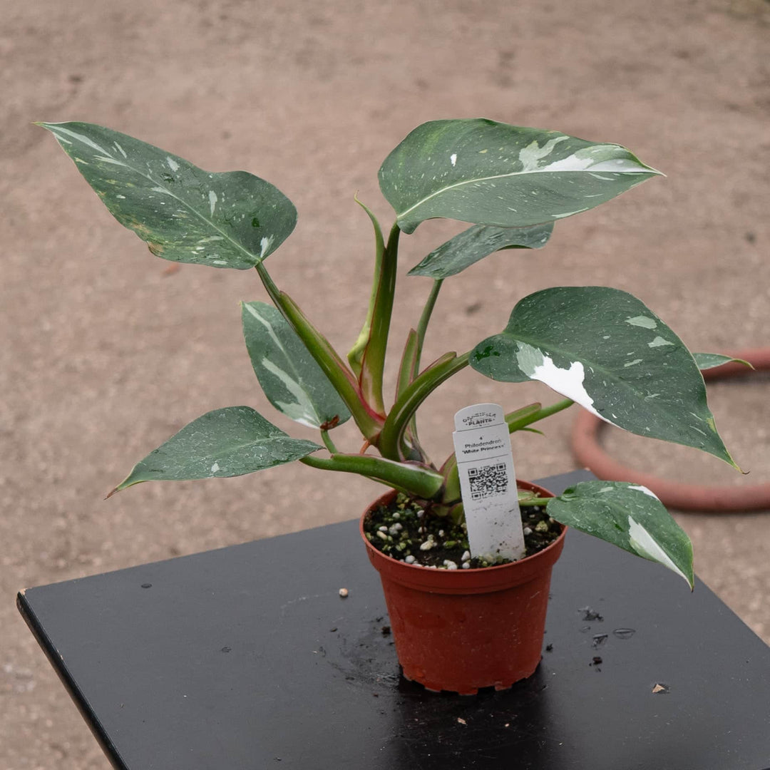 Gabriella Plants Philodendron 4" Philodendron 'White Princess'