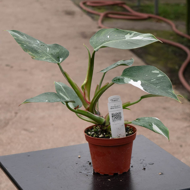 Gabriella Plants Philodendron 4" Philodendron 'White Princess'