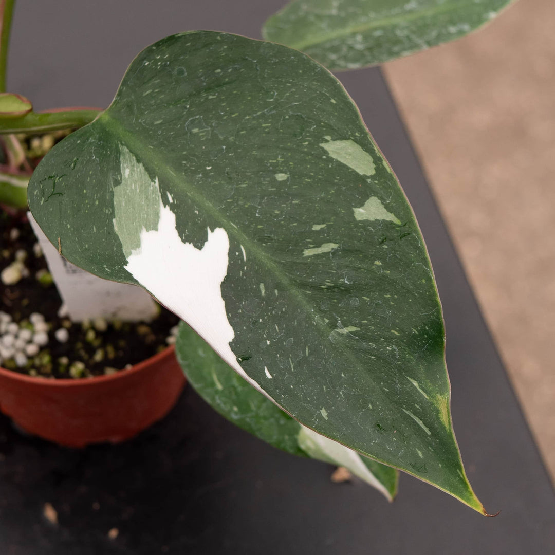 Gabriella Plants Philodendron 4" Philodendron 'White Princess'