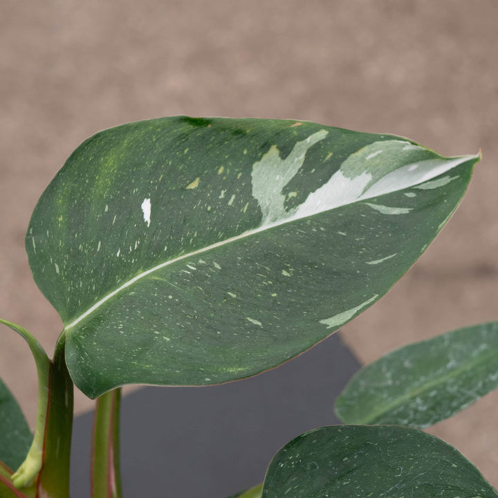 Gabriella Plants Philodendron 4" Philodendron 'White Princess'