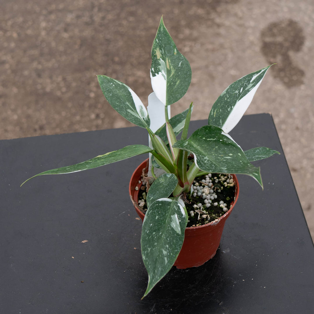 Gabriella Plants Philodendron 4" Philodendron 'White Princess'