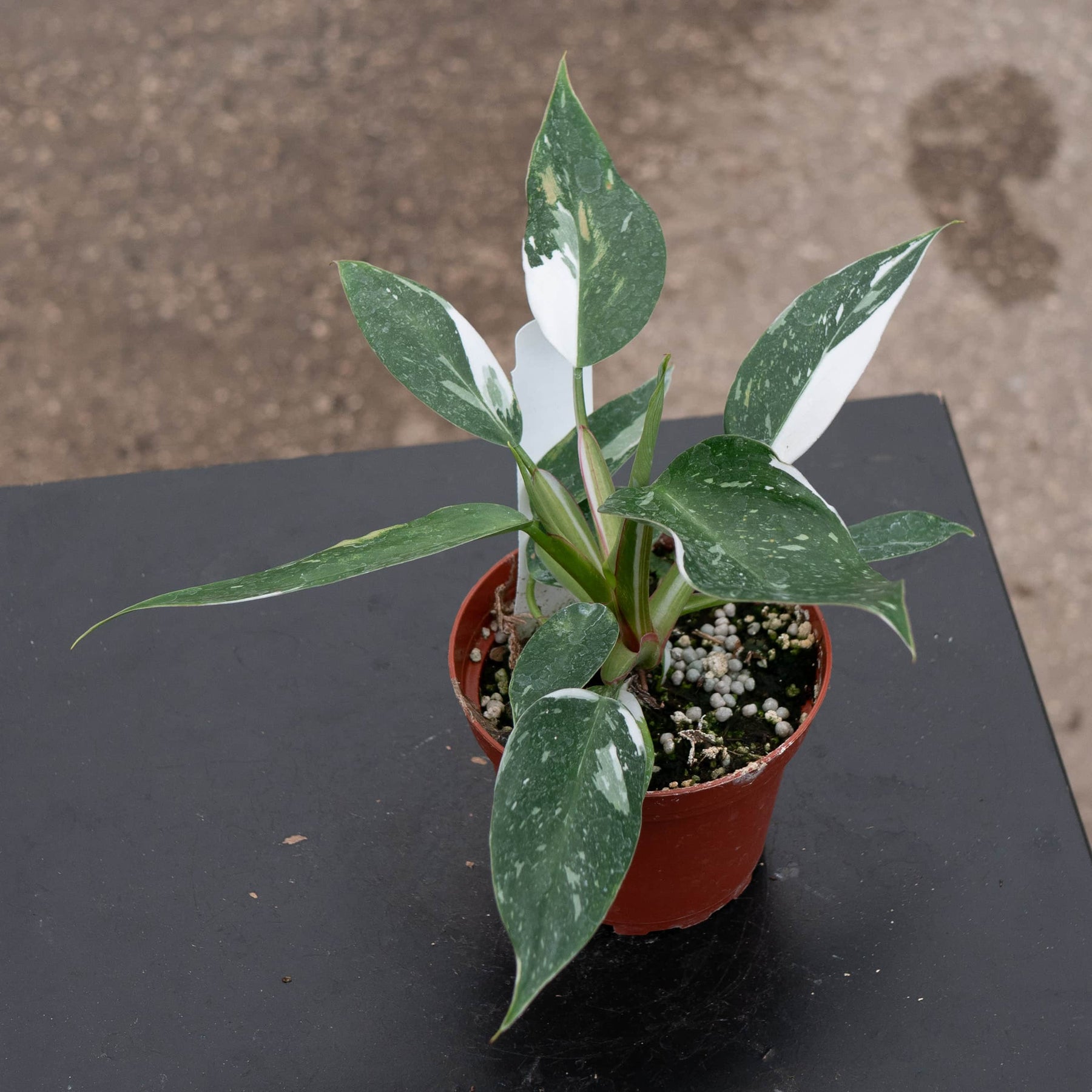 philodendron white princess marble Philodendron 'White Princess'