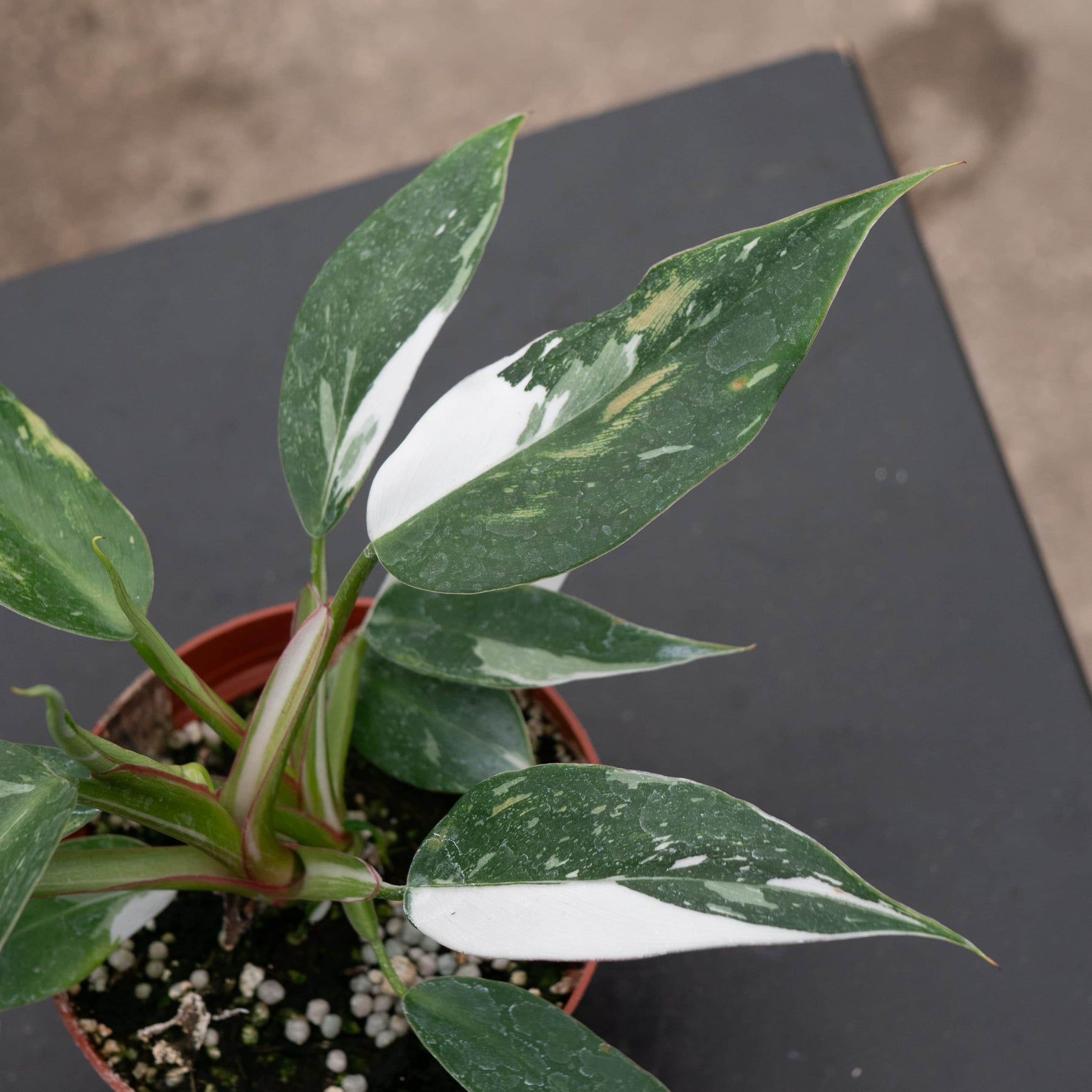 mature philodendron white princess Philodendron 'White Princess'