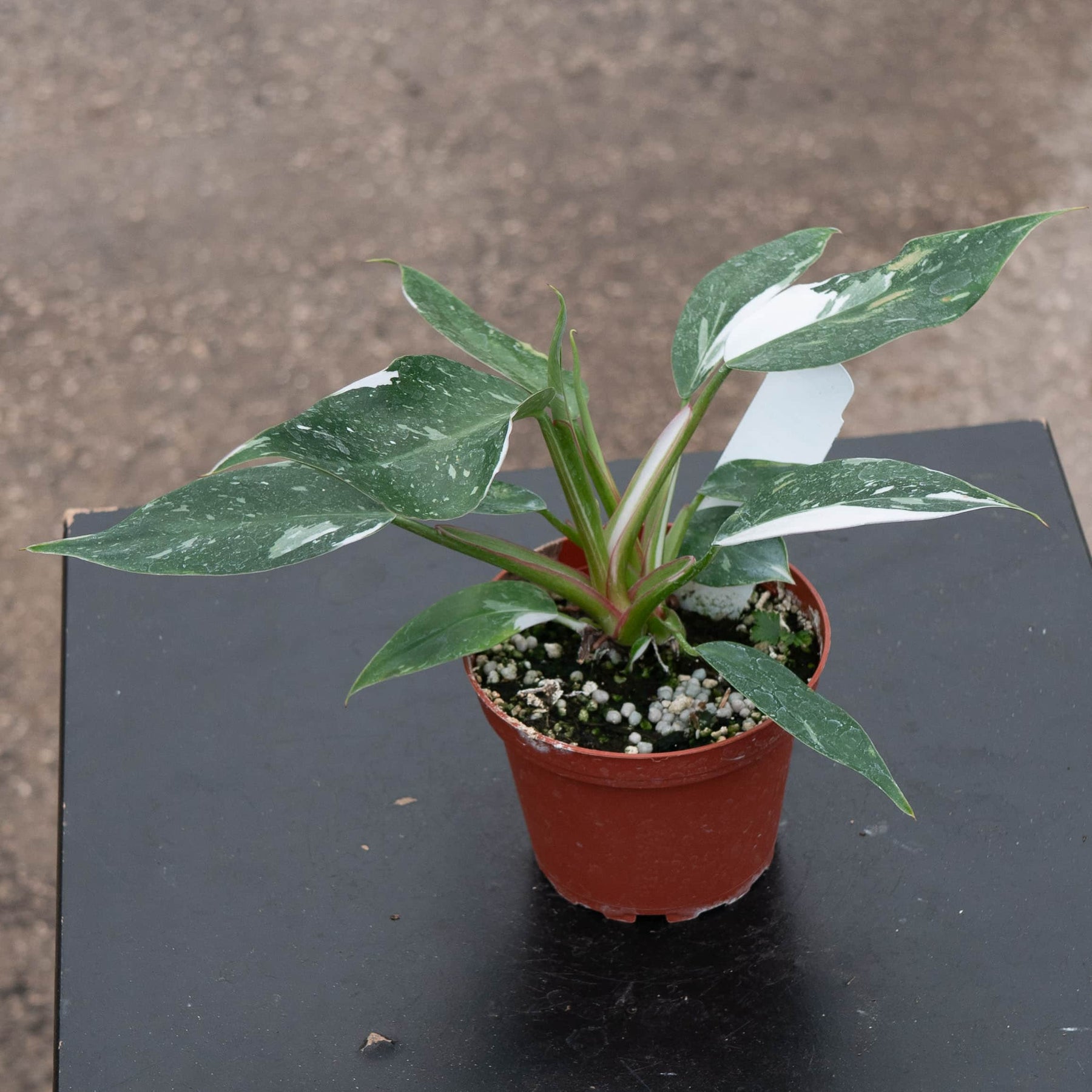 completely white philodendron Philodendron 'White Princess'