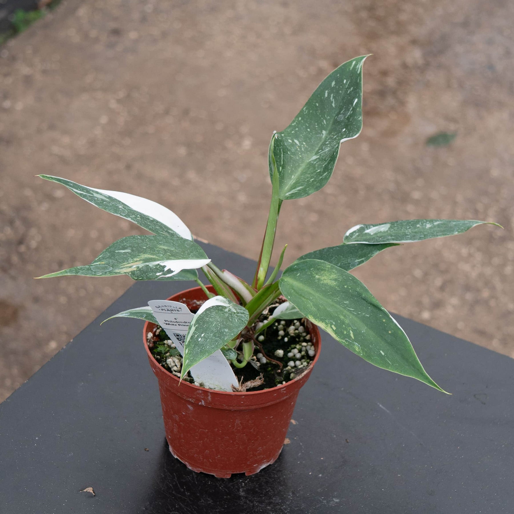 philodendron princess white Philodendron 'White Princess'