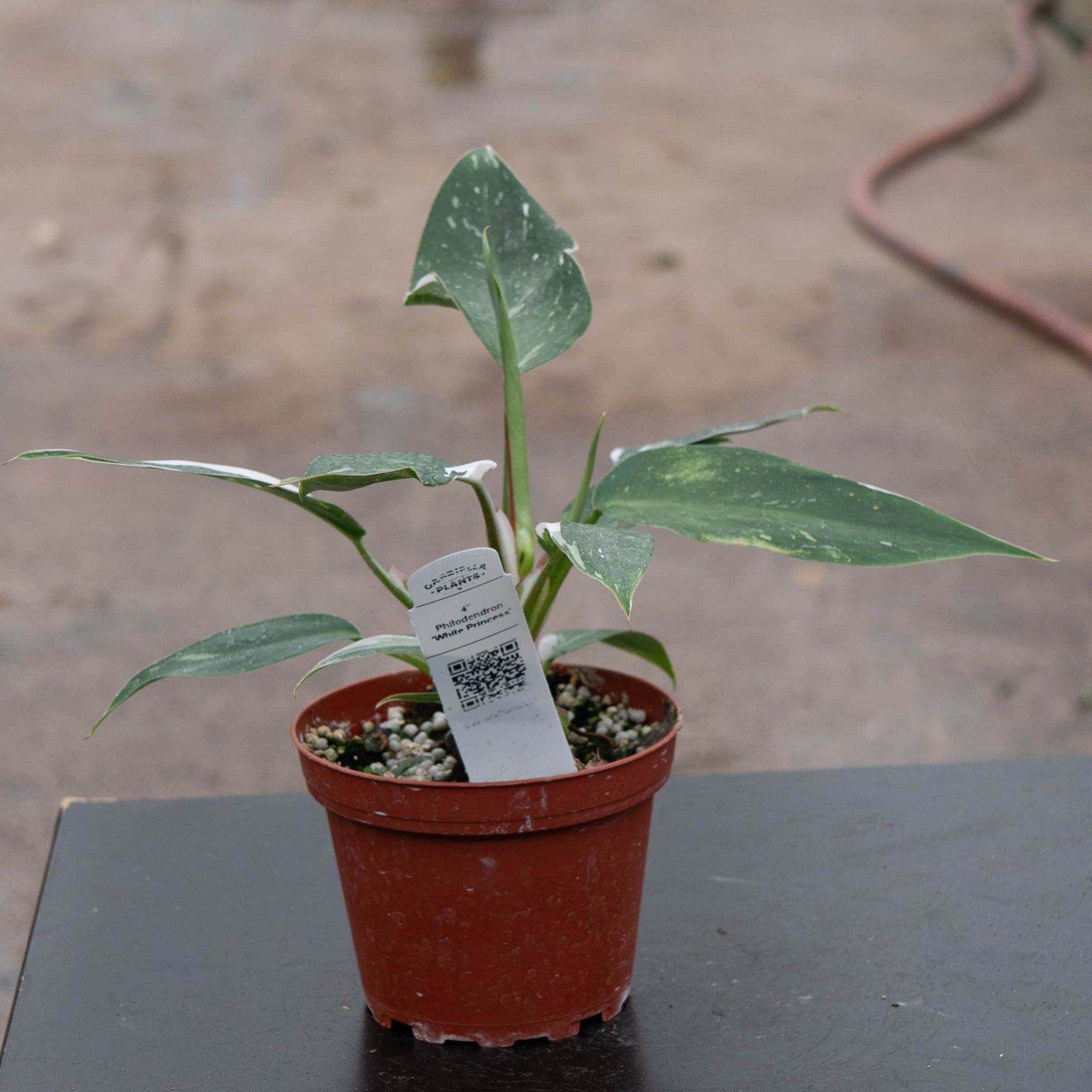 philodendron white princess price Philodendron 'White Princess'