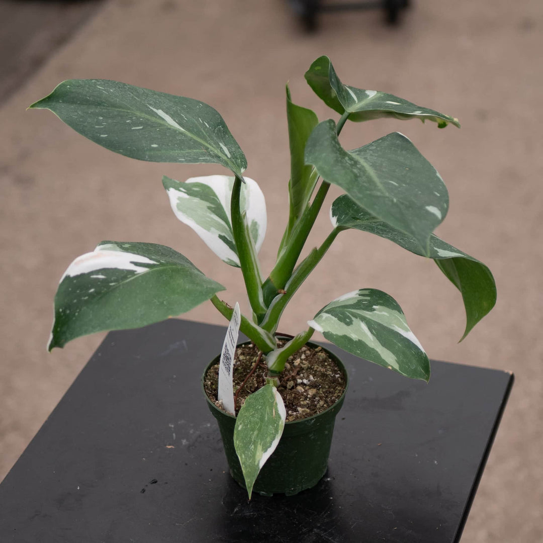 Gabriella Plants Philodendron 4" Philodendron 'White Wizard'