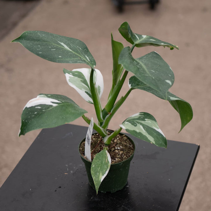 Gabriella Plants Philodendron 4" Philodendron 'White Wizard'