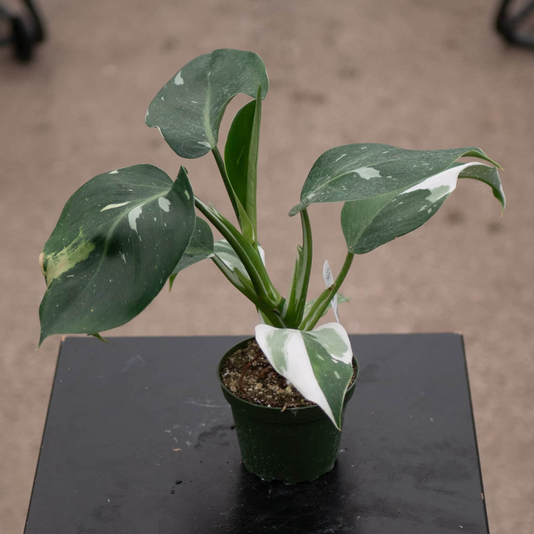 Gabriella Plants Philodendron 4" Philodendron 'White Wizard'