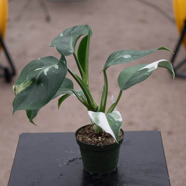 Gabriella Plants Philodendron 4" Philodendron 'White Wizard'