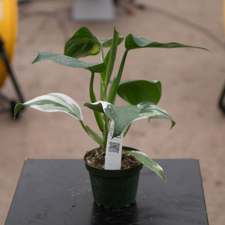 Gabriella Plants Philodendron 4" Philodendron 'White Wizard'