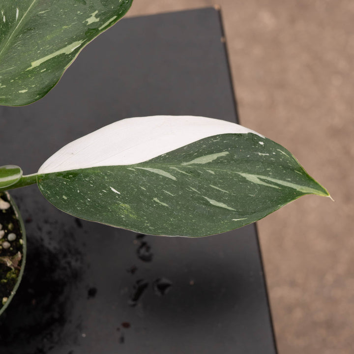 Gabriella Plants Philodendron 4" Philodendron 'White Wizard'