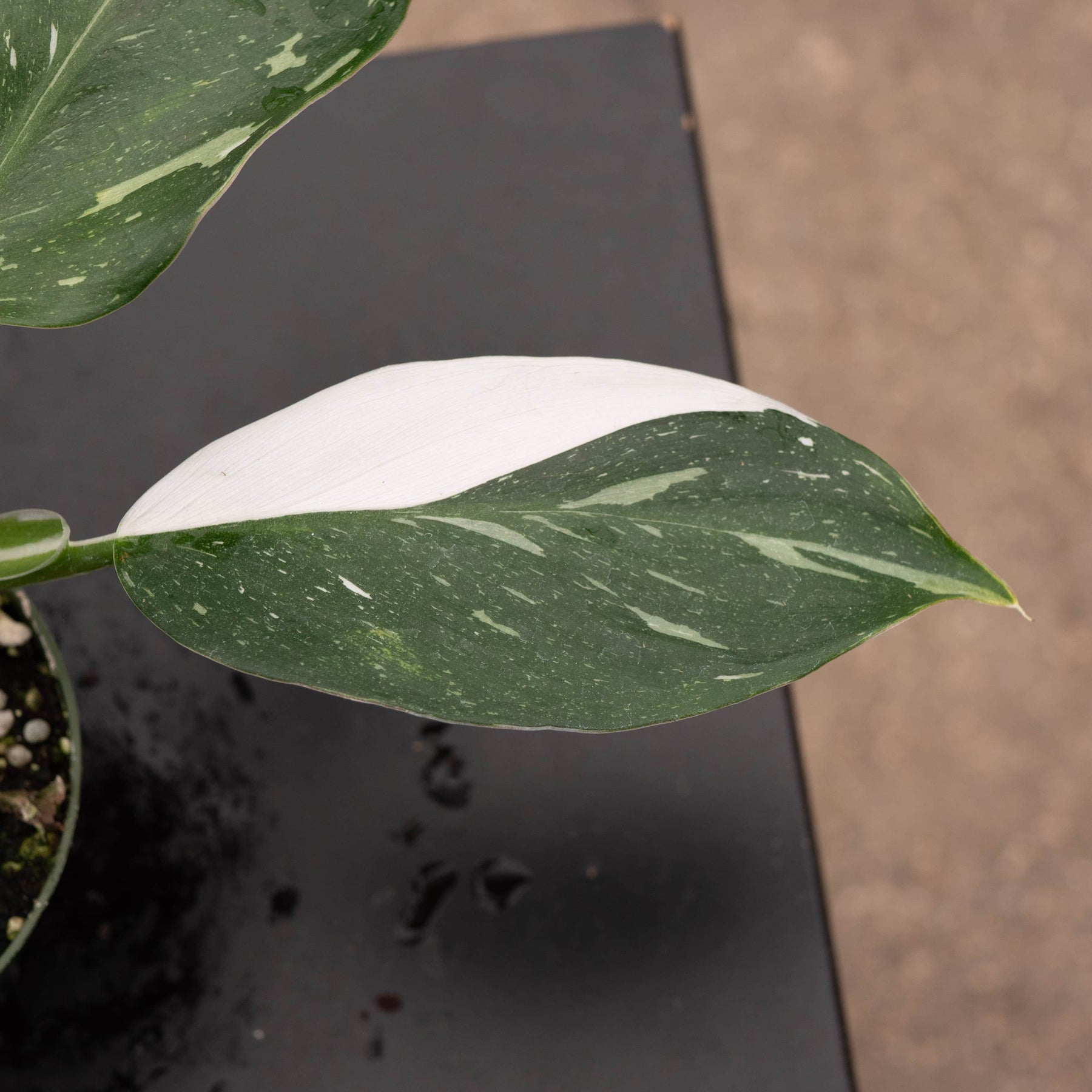 philodendron white wizard ebay Philodendron 'White Wizard'