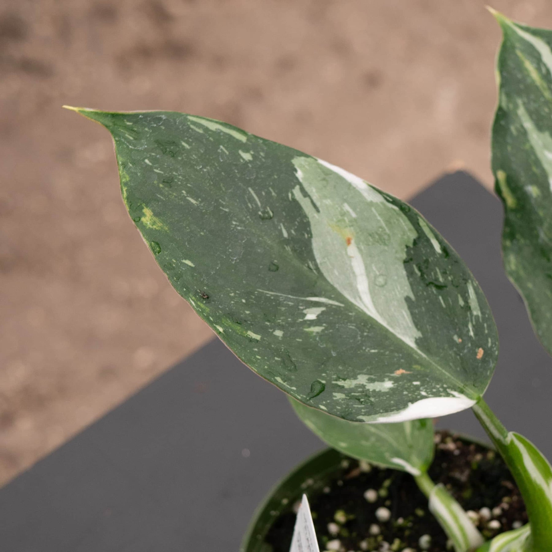 white variegated philodendron Philodendron 'White Wizard'