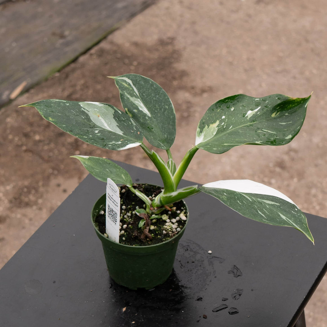 white leaf philodendron Philodendron 'White Wizard'