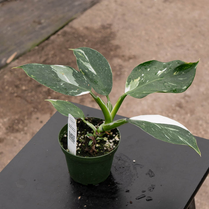 Gabriella Plants Philodendron 4" Philodendron 'White Wizard'