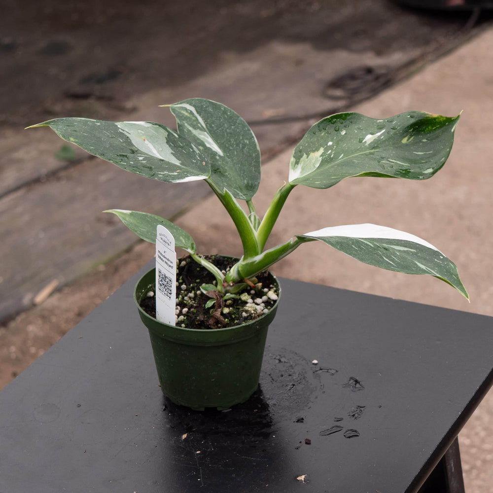 philodendron white wizard scientific name Philodendron 'White Wizard'