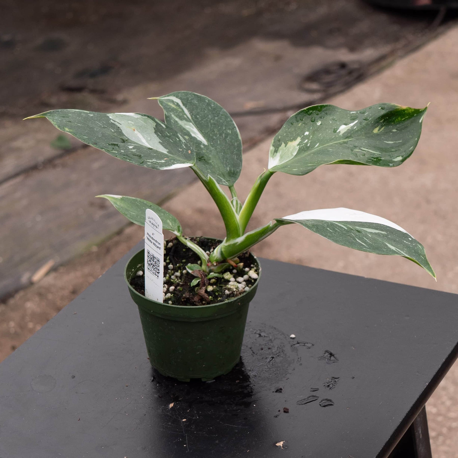 philodendron white wizard big Philodendron 'White Wizard'