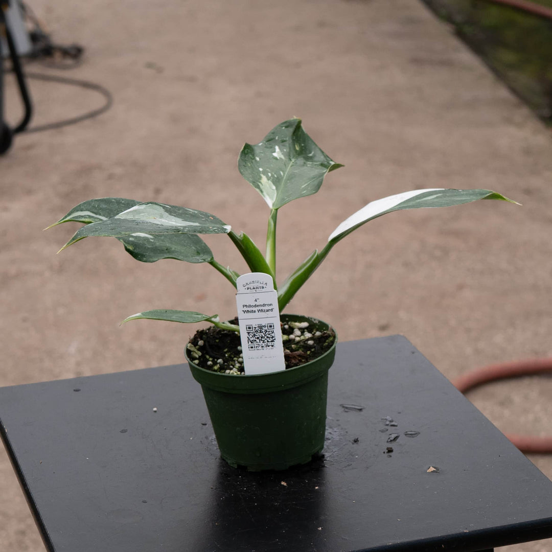 Gabriella Plants Philodendron 4" Philodendron 'White Wizard'
