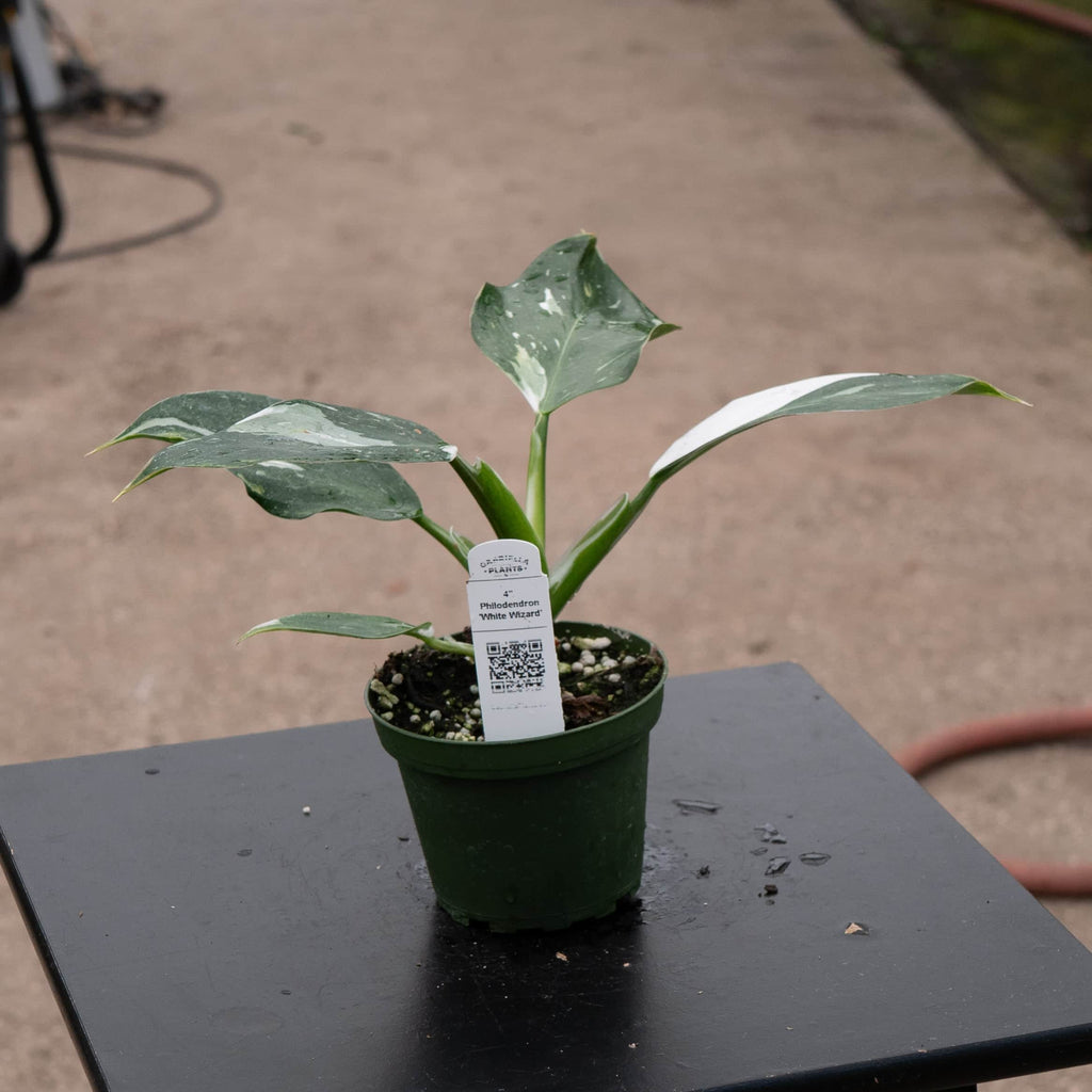 gabriella-plants-philodendron-