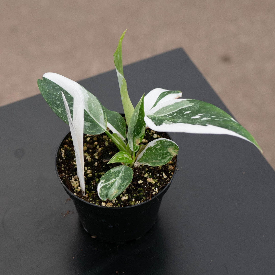 Philodendron 'White Wizard' - Gabriella Plants