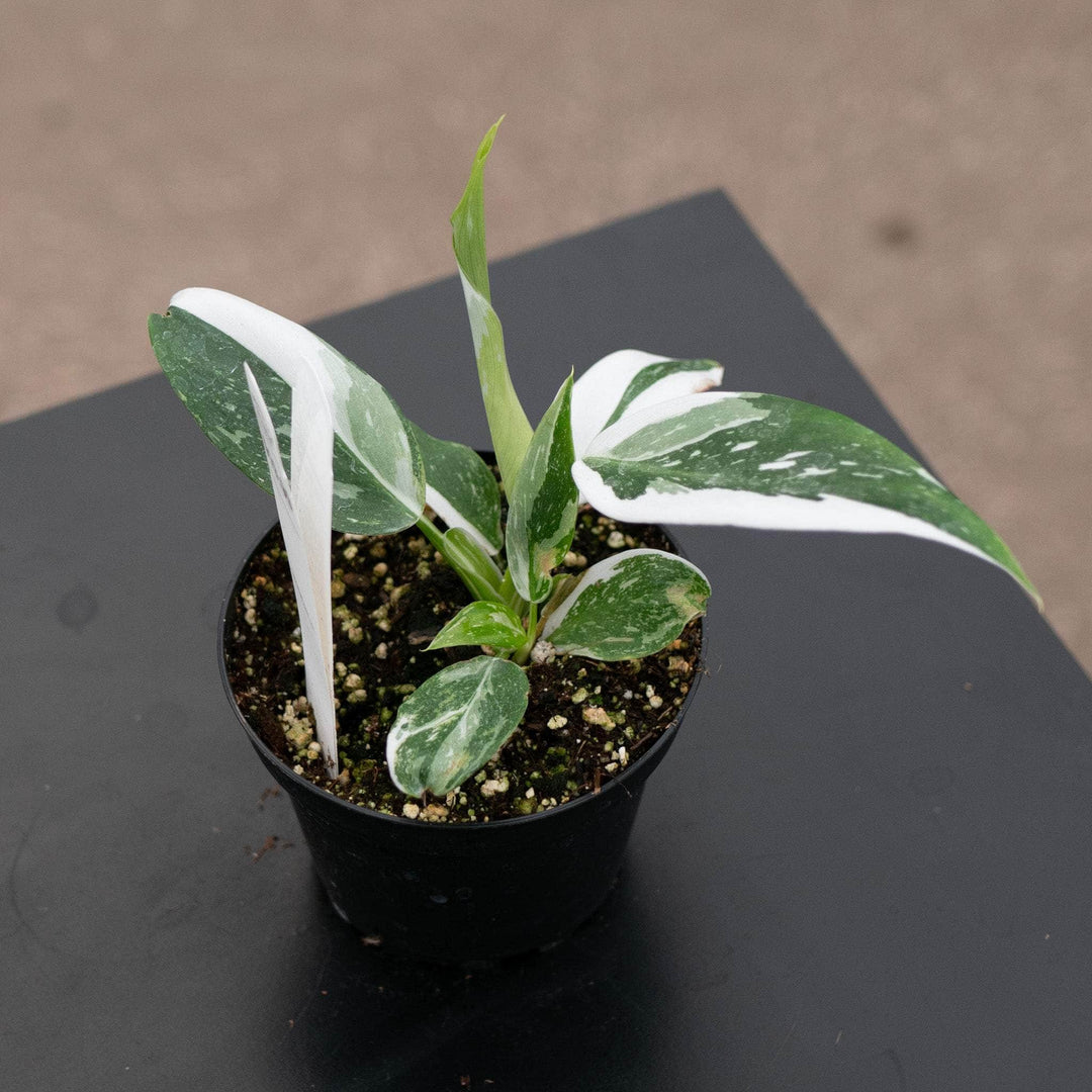Gabriella Plants Philodendron 4" Philodendron 'White Wizard'